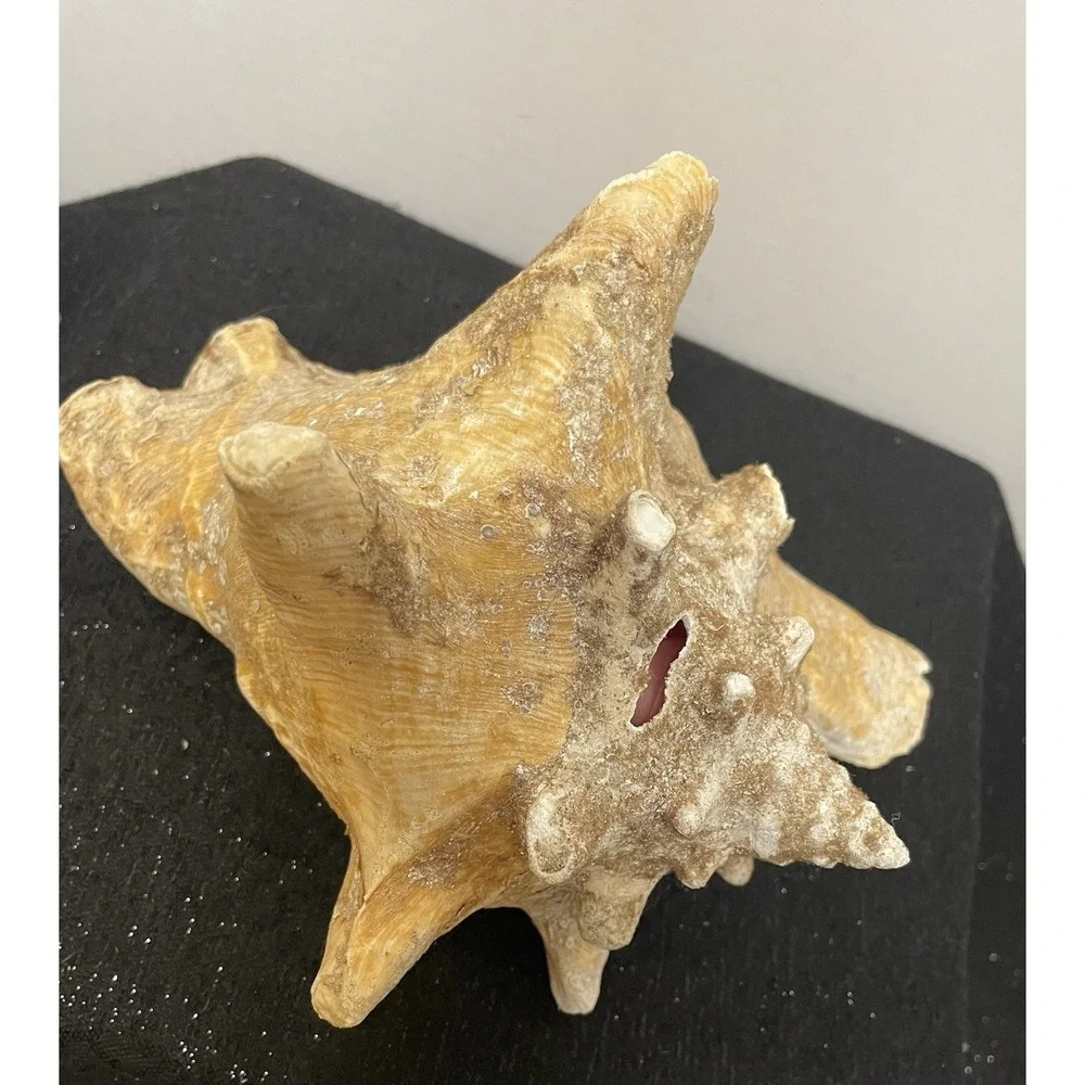 Vintage Natural Large Pink Queen Conch Sea Shell Nautical Ocean Beach Home Decor